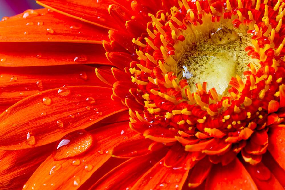Pixxprint Wunderschöne Gerberablüte, Glasbild Im Verkauf