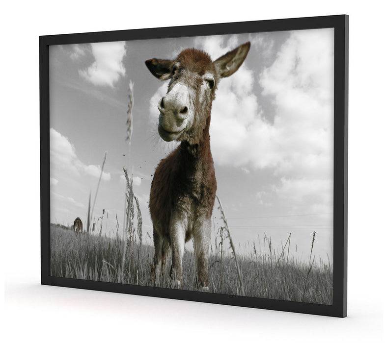 Pixxprint Esel im Feld, Poster mit Bilderrahmen Meist gekauft