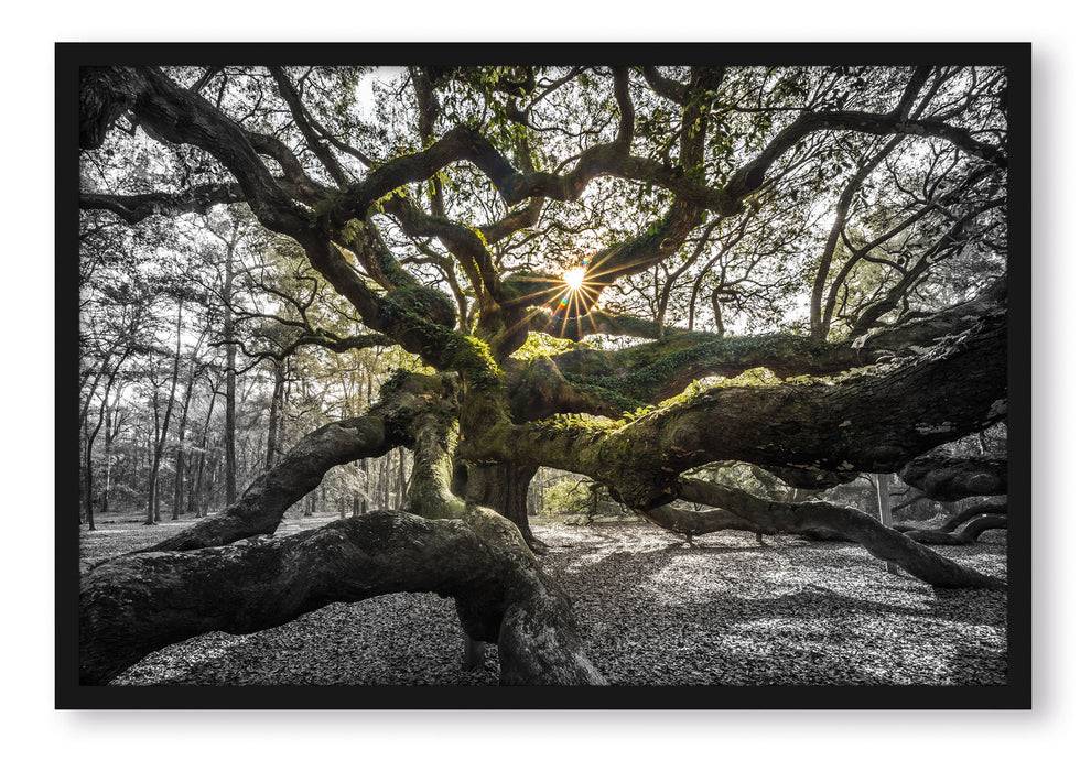 Pixxprint gigantisch verzweigter Baum, Poster mit Bilderrahmen Limitierter Zeitrabatt