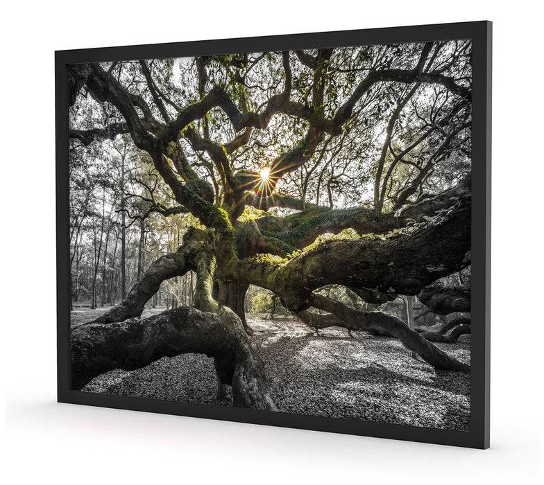 Pixxprint gigantisch verzweigter Baum, Poster mit Bilderrahmen Limitierter Zeitrabatt