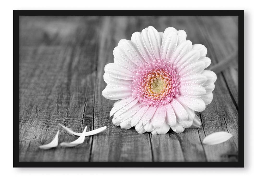 Pixxprint pinke Gerbera auf rustikalem Boden, Poster mit Bilderrahmen Günstig kaufen