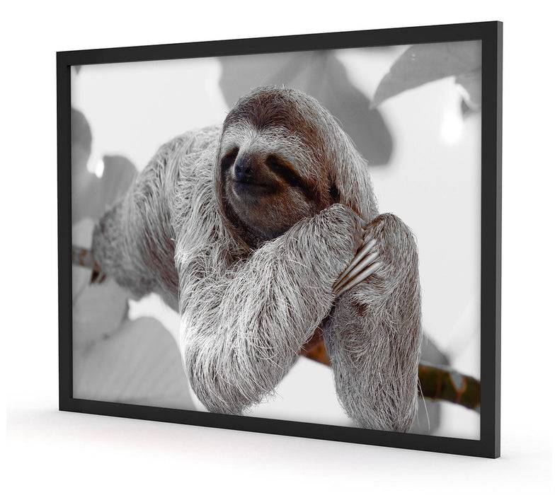 Pixxprint schönes Faultier hängt von Ast, Poster mit Bilderrahmen Cyber Monday