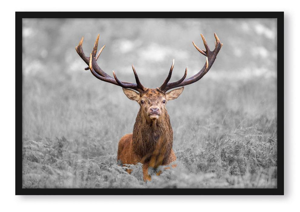 Pixxprint Großer Hirsch im Feld, Poster mit Bilderrahmen
