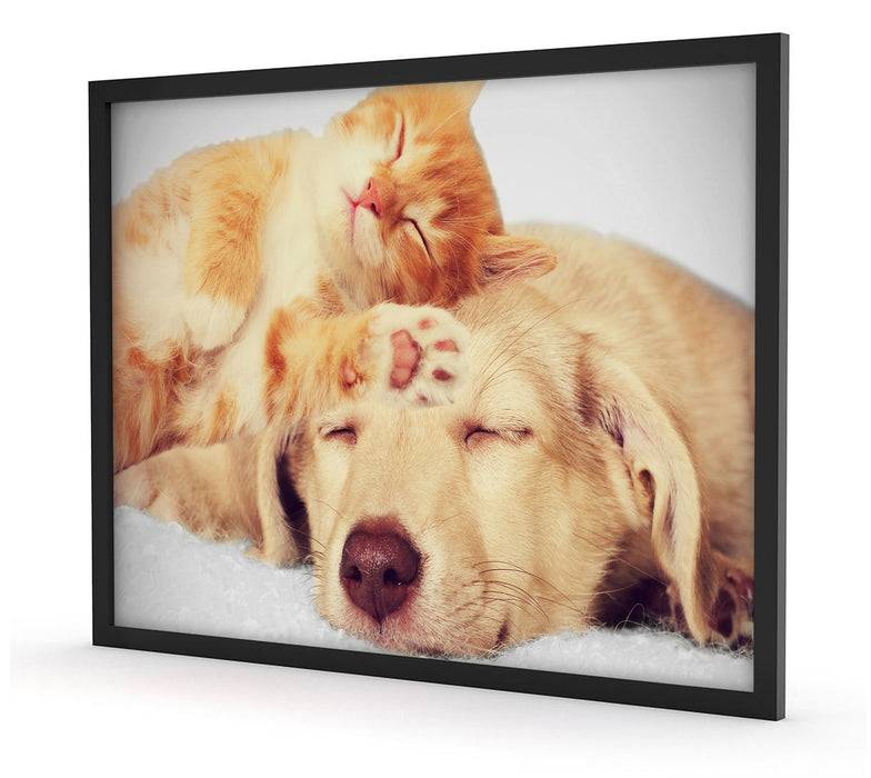 Pixxprint Kätzchen und Welpe schlafen, Poster mit Bilderrahmen Blitzangebot