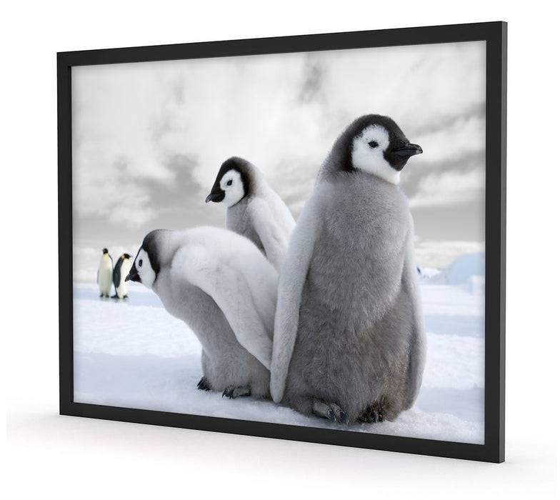 Pixxprint Kaiserpinguin Gruppe, Poster mit Bilderrahmen Kauf eins, bekomm eins gratis