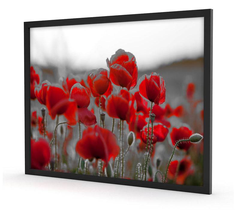 Pixxprint Feuriger Mohn, Poster mit Bilderrahmen VIP-Rabatte