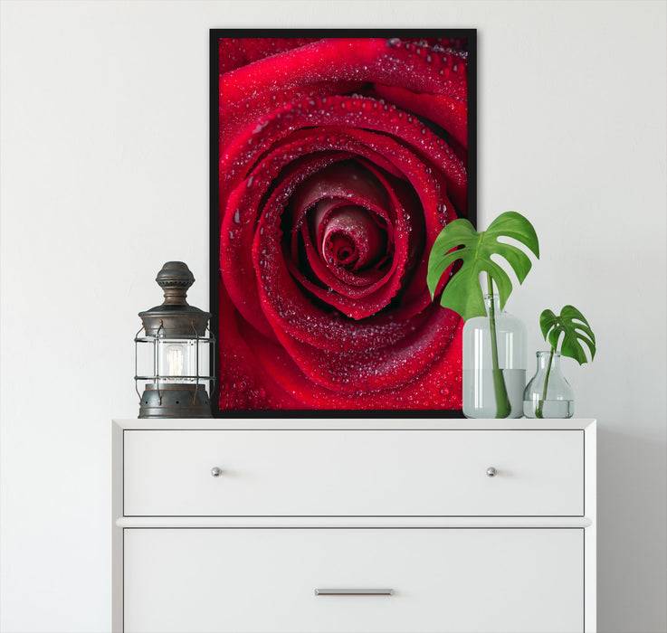 Pixxprint Rosenblüte Nahaufnahme, Poster mit Bilderrahmen Letzte 3 Tage