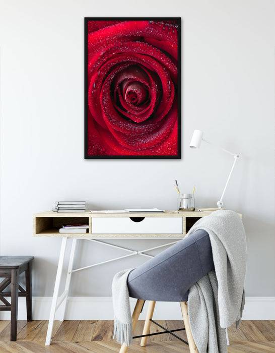 Pixxprint Rosenblüte Nahaufnahme, Poster mit Bilderrahmen Letzte 3 Tage