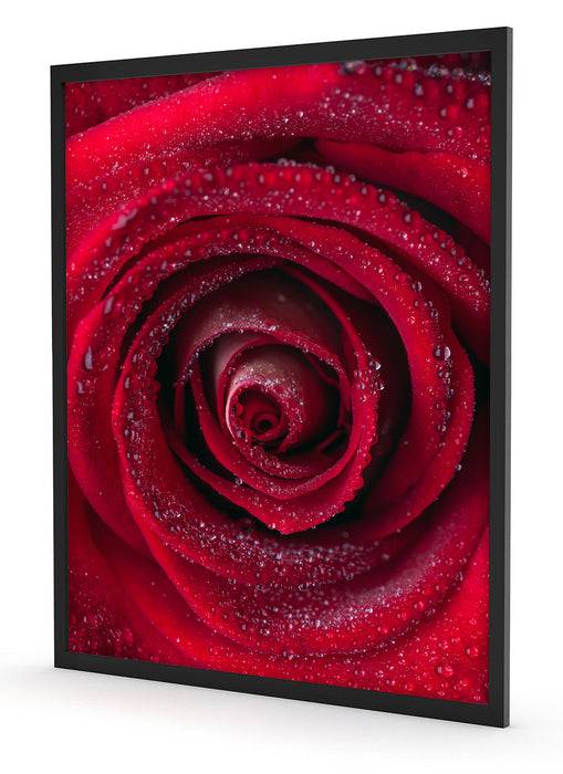 Pixxprint Rosenblüte Nahaufnahme, Poster mit Bilderrahmen Letzte 3 Tage