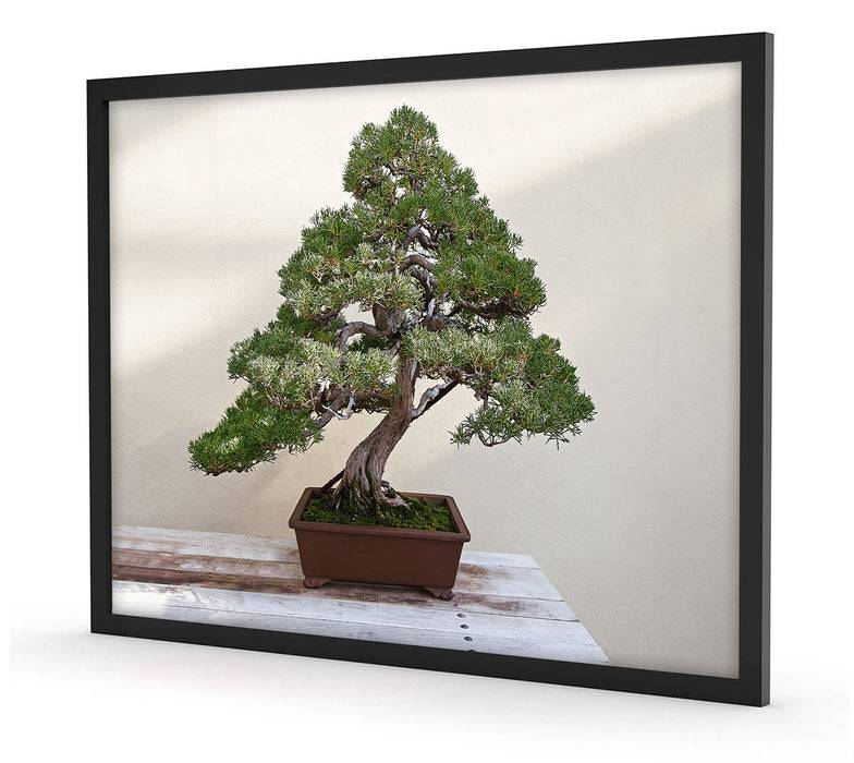 Pixxprint Bonsai Baum, Poster mit Bilderrahmen Bis zu 50% Rabatt