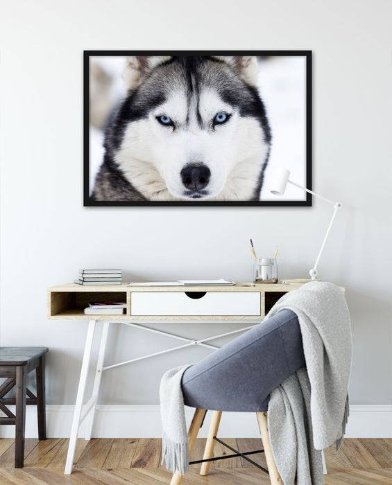 Pixxprint Husky, Poster mit Bilderrahmen Auslauf