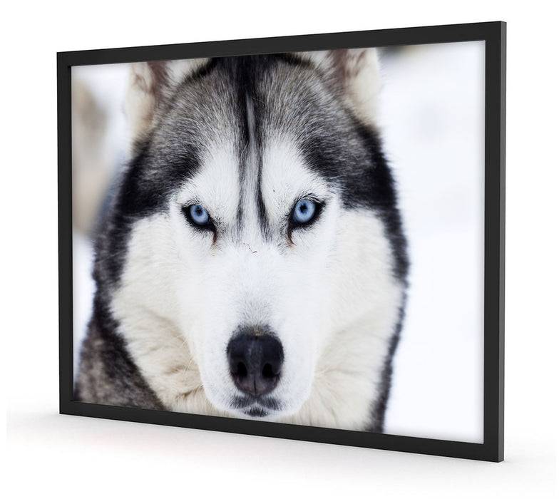 Pixxprint Husky, Poster mit Bilderrahmen Auslauf
