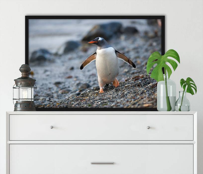 Pixxprint Pinguine, Poster mit Bilderrahmen Hotsell
