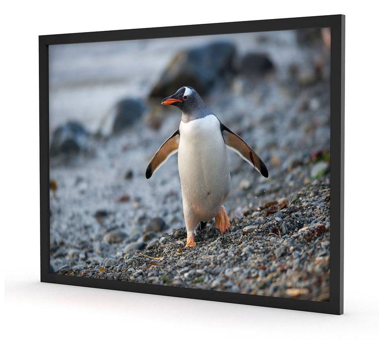 Pixxprint Pinguine, Poster mit Bilderrahmen Hotsell