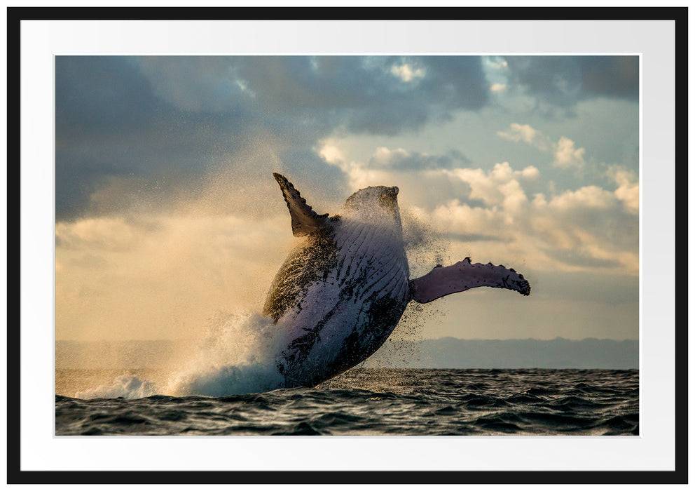 Pixxprint Buckelwale Kanada, im Galerie-Passepartout Bilderrahmen