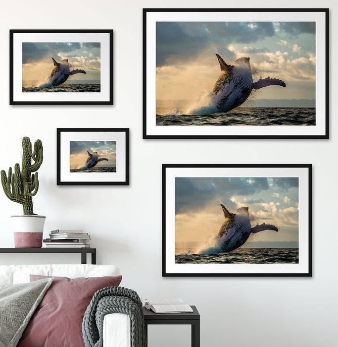 Pixxprint Buckelwale Kanada, im Galerie-Passepartout Bilderrahmen Neuheiten