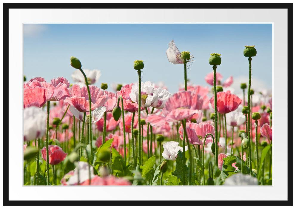 Pixxprint Blumenwiese Mohnblumen, im Galerie-Passepartout Bilderrahmen Kauf eins, bekomm eins gratis