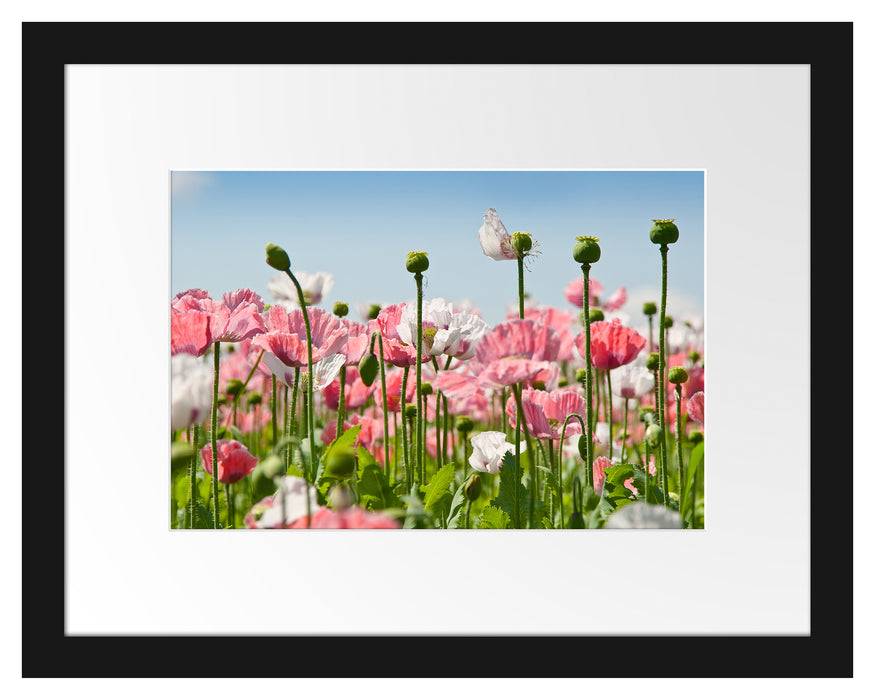 Pixxprint Blumenwiese Mohnblumen, im Galerie-Passepartout Bilderrahmen Kauf eins, bekomm eins gratis