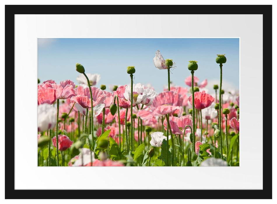 Pixxprint Blumenwiese Mohnblumen, im Galerie-Passepartout Bilderrahmen Kauf eins, bekomm eins gratis
