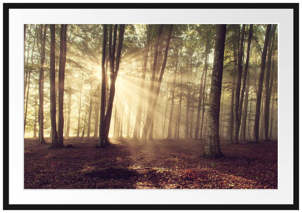 Pixxprint Waldlichtung im Sonnenschein, im Galerie-Passepartout Bilderrahmen