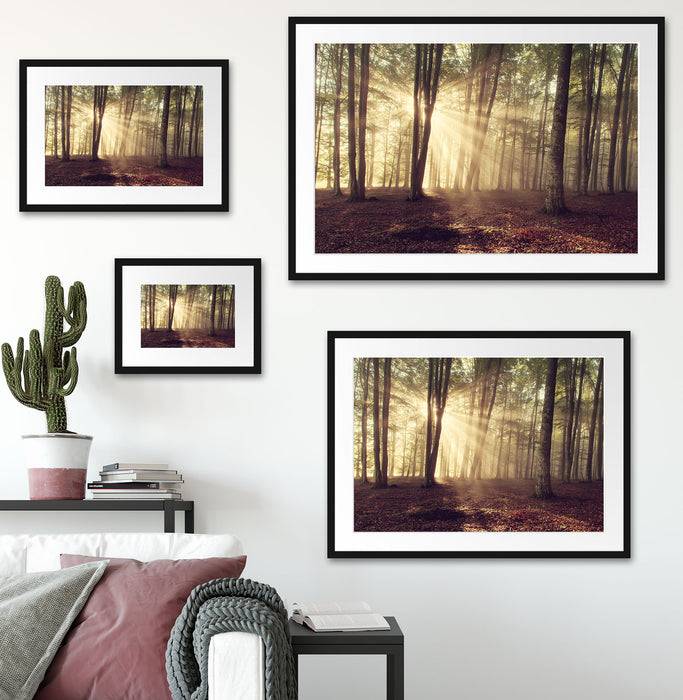 Pixxprint Waldlichtung im Sonnenschein, im Galerie-Passepartout Bilderrahmen Super Sparpreis