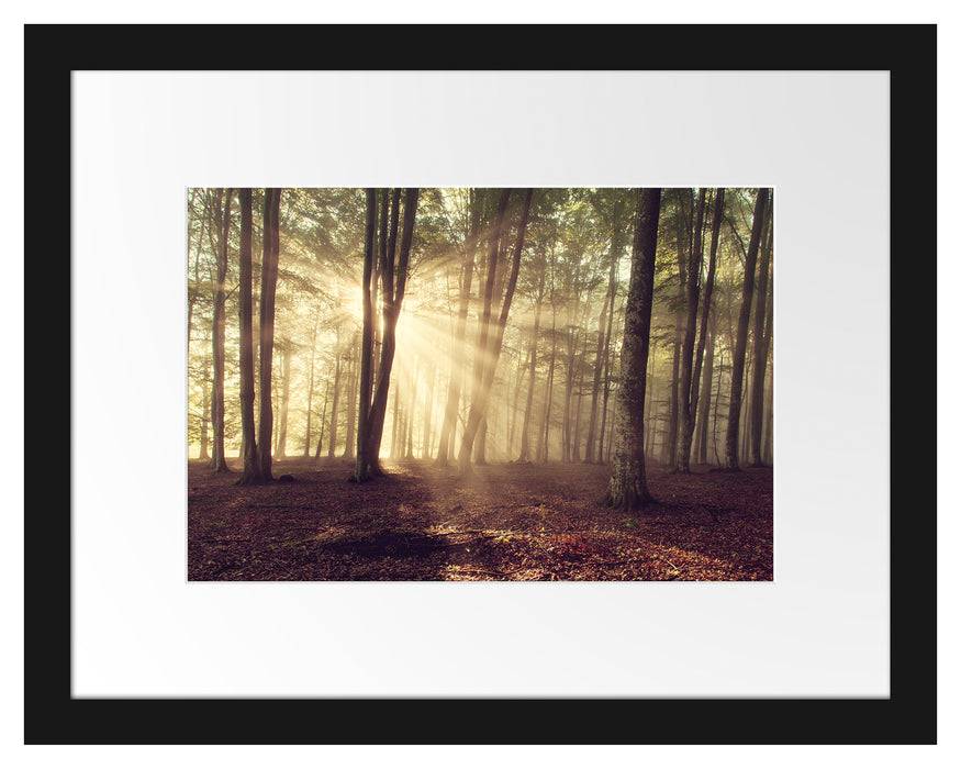 Pixxprint Waldlichtung im Sonnenschein, im Galerie-Passepartout Bilderrahmen Super Sparpreis