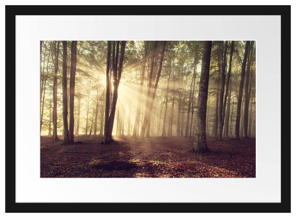 Pixxprint Waldlichtung im Sonnenschein, im Galerie-Passepartout Bilderrahmen Super Sparpreis