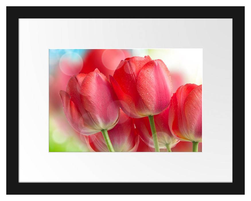 Pixxprint Rote Tulpen, im Galerie-Passepartout Bilderrahmen Zeitbegrenzte Promotion