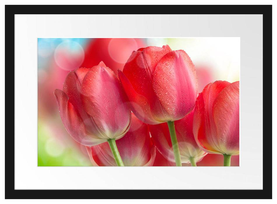 Pixxprint Rote Tulpen, im Galerie-Passepartout Bilderrahmen Zeitbegrenzte Promotion