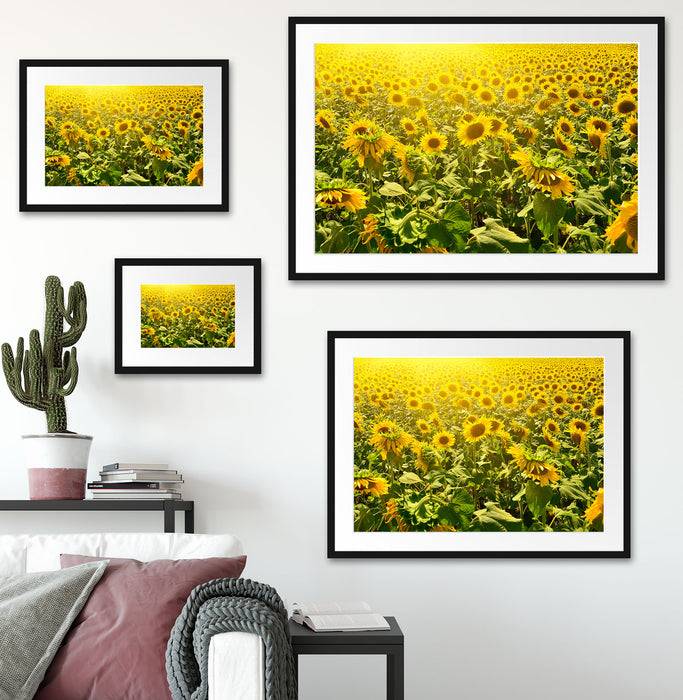 Pixxprint Riesiges Sonnenblumenfeld, im Galerie-Passepartout Bilderrahmen Bis zu 50% Rabatt