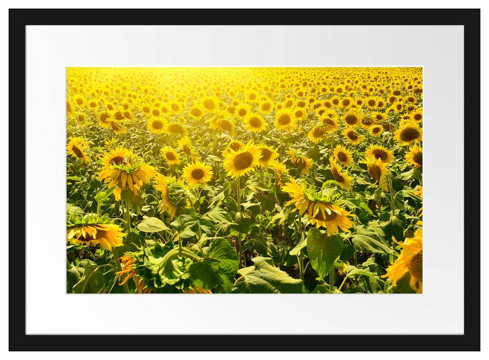Pixxprint Riesiges Sonnenblumenfeld, im Galerie-Passepartout Bilderrahmen Bis zu 50% Rabatt