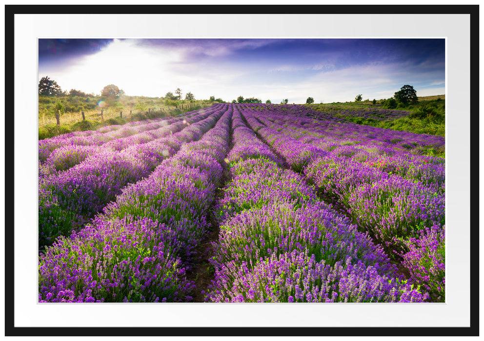 Pixxprint Lavendelfeld Provence, im Galerie-Passepartout Bilderrahmen