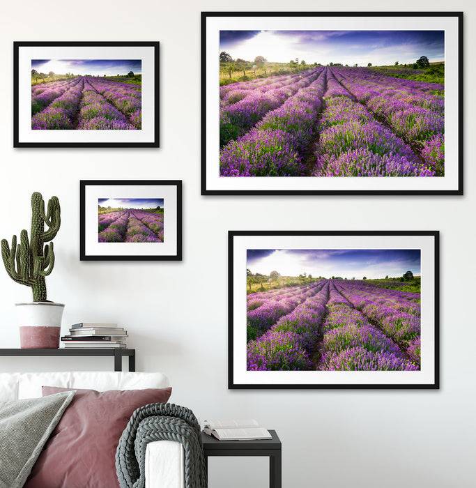 Pixxprint Lavendelfeld Provence, im Galerie-Passepartout Bilderrahmen Bis zu 60% Rabatt