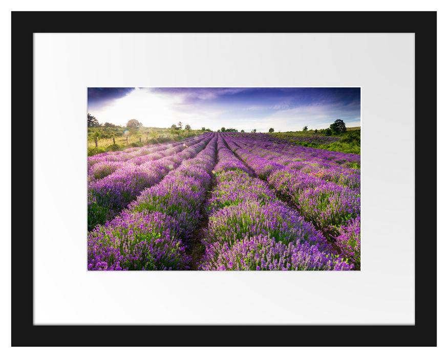 Pixxprint Lavendelfeld Provence, im Galerie-Passepartout Bilderrahmen Bis zu 60% Rabatt