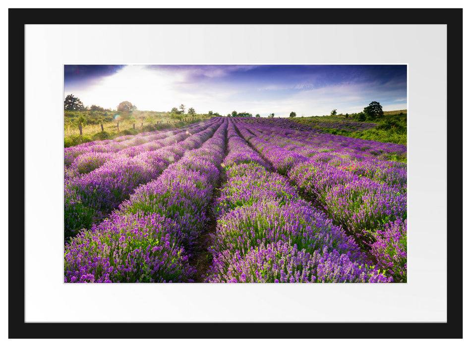 Pixxprint Lavendelfeld Provence, im Galerie-Passepartout Bilderrahmen Bis zu 60% Rabatt