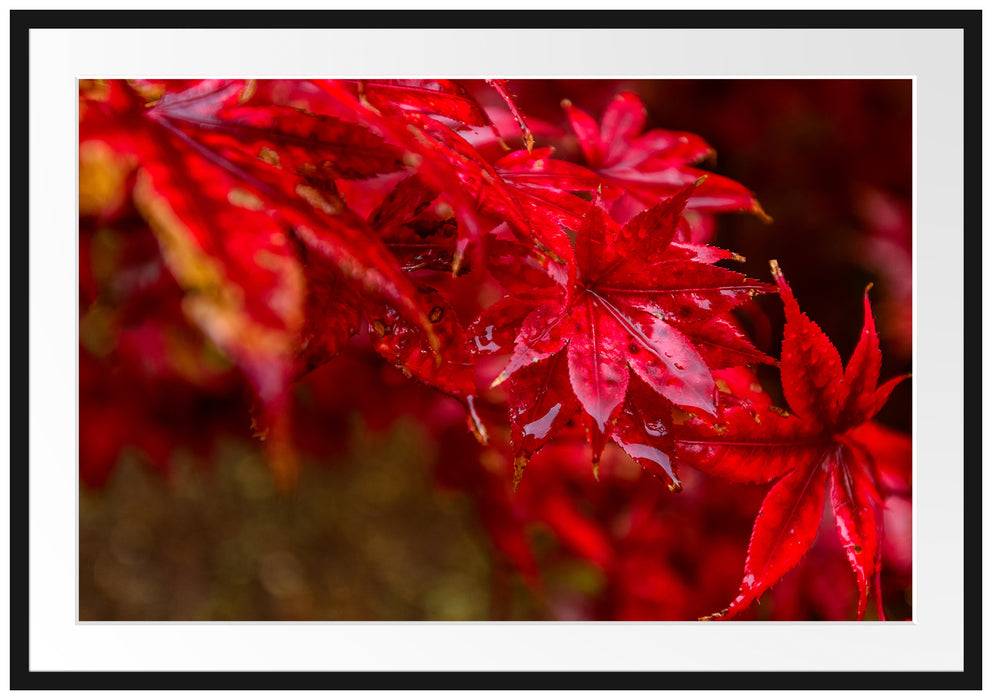 Pixxprint Roter Ahorn im Sonnenlicht, im Galerie-Passepartout Bilderrahmen
