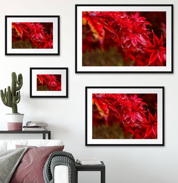 Pixxprint Roter Ahorn im Sonnenlicht, im Galerie-Passepartout Bilderrahmen Vierteljährliche Förderung