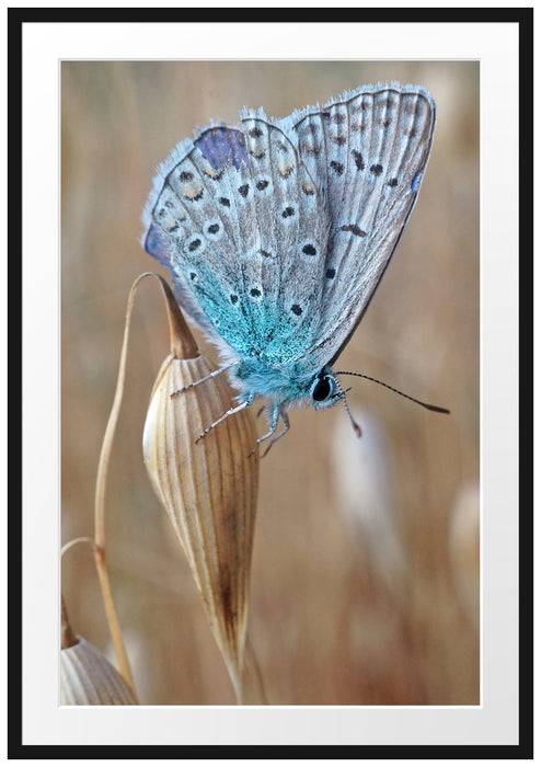 Pixxprint Schmetterling auf Blume Natur Tier, im Galerie-Passepartout Bilderrahmen