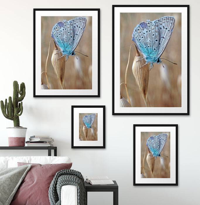 Pixxprint Schmetterling auf Blume Natur Tier, im Galerie-Passepartout Bilderrahmen Online