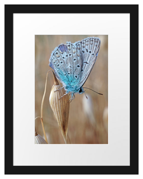 Pixxprint Schmetterling auf Blume Natur Tier, im Galerie-Passepartout Bilderrahmen Online