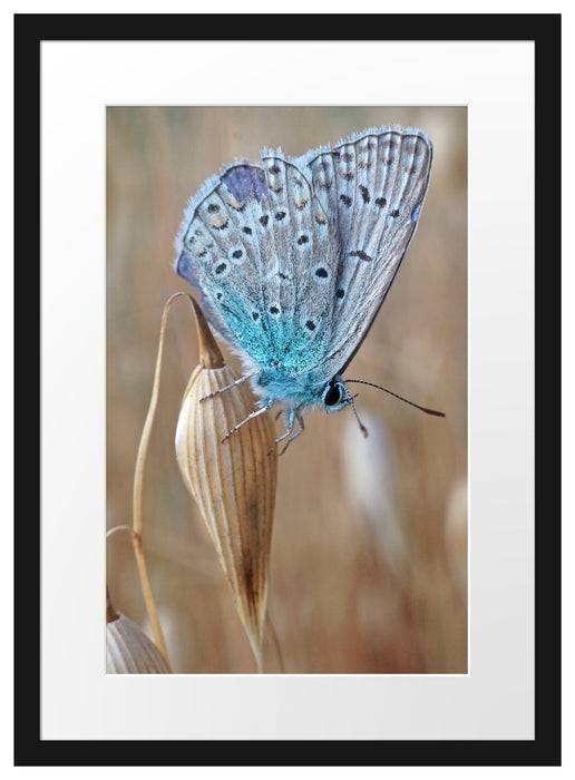 Pixxprint Schmetterling auf Blume Natur Tier, im Galerie-Passepartout Bilderrahmen Online