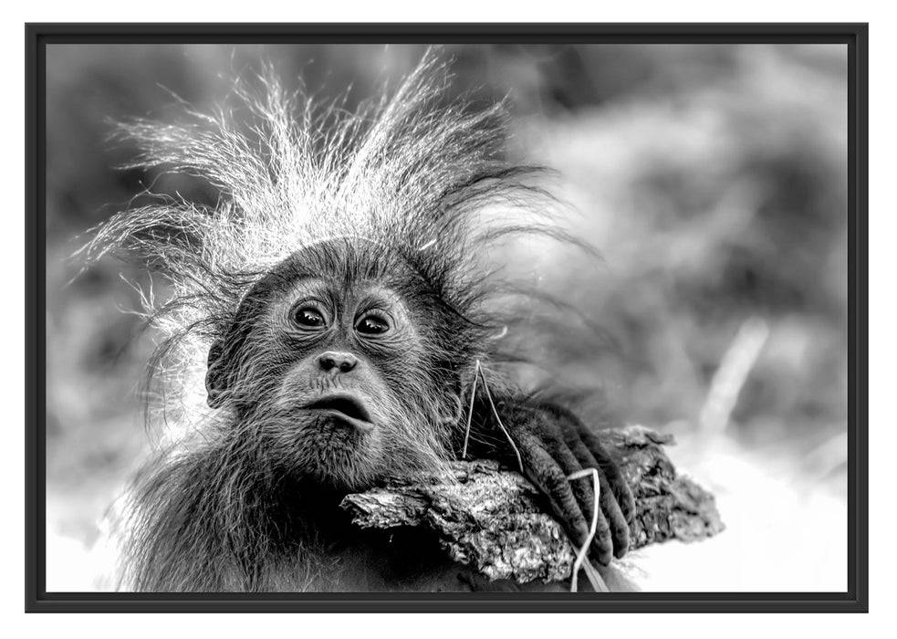 Pixxprint Lustiger Baby Orang-Utan mit Rinde, Monochrome, im Schwebe-Effekt Bilderrahmen Saisonschlussverkauf