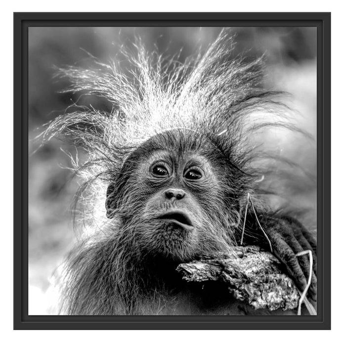 Pixxprint Lustiger Baby Orang-Utan mit Rinde, Monochrome, im Schwebe-Effekt Bilderrahmen Saisonschlussverkauf