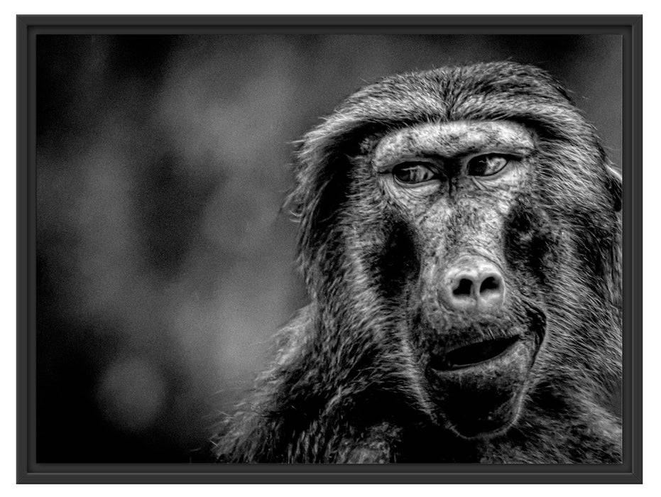 Pixxprint Skeptischer Affe schielt zur Seite, Monochrome, im Schwebe-Effekt Bilderrahmen Black Friday
