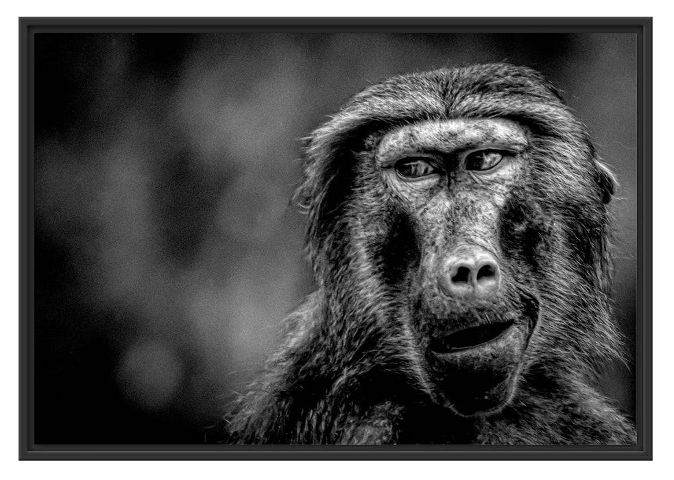 Pixxprint Skeptischer Affe schielt zur Seite, Monochrome, im Schwebe-Effekt Bilderrahmen Black Friday