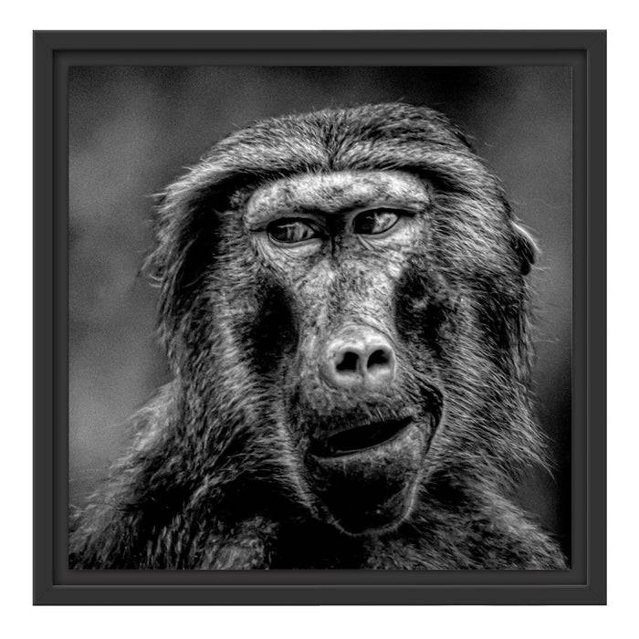 Pixxprint Skeptischer Affe schielt zur Seite, Monochrome, im Schwebe-Effekt Bilderrahmen Black Friday