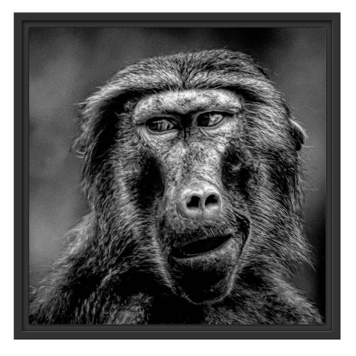 Pixxprint Skeptischer Affe schielt zur Seite, Monochrome, im Schwebe-Effekt Bilderrahmen Black Friday