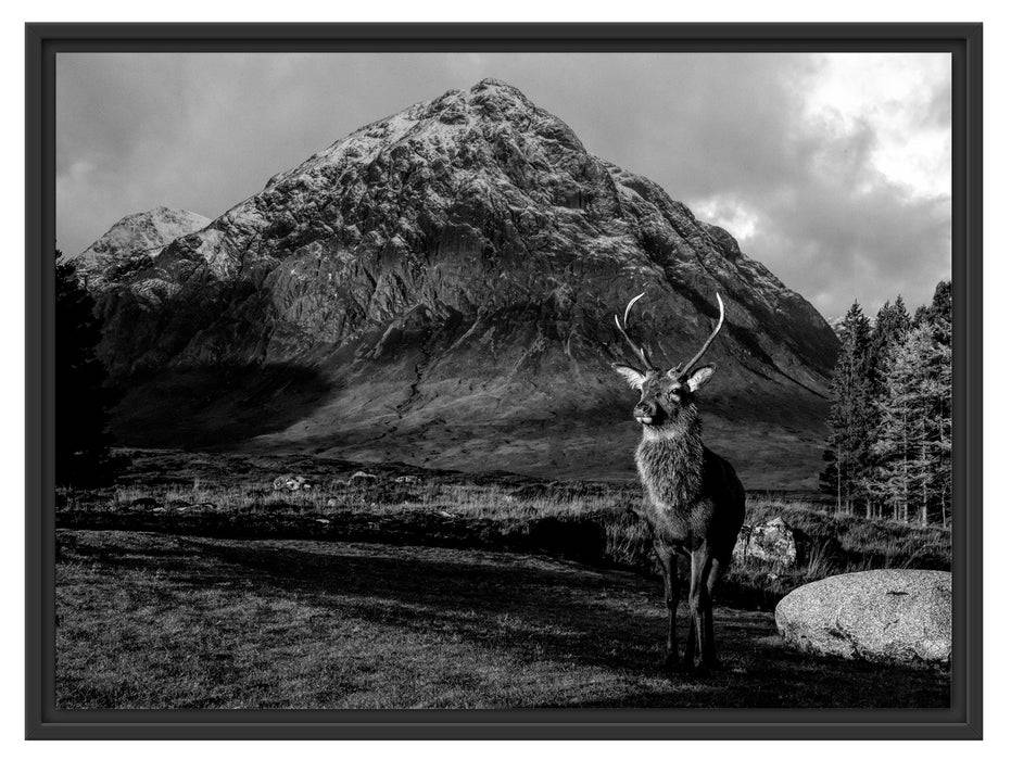 Pixxprint Einsames Rentier vor Berglandschaft, Monochrome, im Schwebe-Effekt Bilderrahmen Blitzangebot