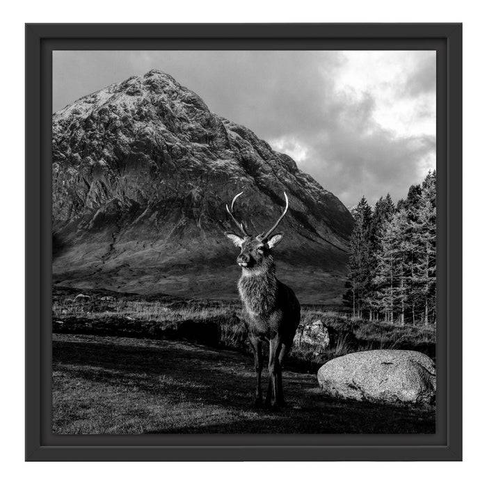 Pixxprint Einsames Rentier vor Berglandschaft, Monochrome, im Schwebe-Effekt Bilderrahmen Blitzangebot