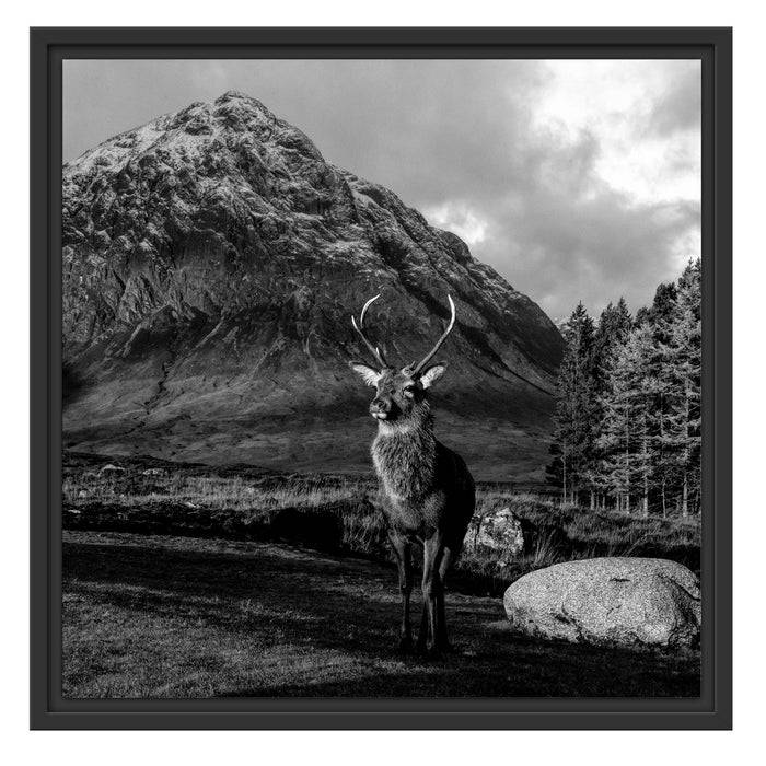 Pixxprint Einsames Rentier vor Berglandschaft, Monochrome, im Schwebe-Effekt Bilderrahmen Blitzangebot